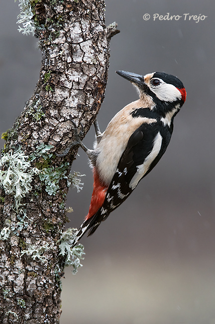 Pico picapinos (Dendrocopos major)